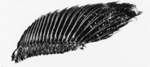  Detail of the dorsal fin of an 18.f inch grayling caught on Michigan's Little Mansitee River in 1888. [Recollections of My Fifty Years Hunting and Fishing (photos used in book), Box 47, Folder 17]