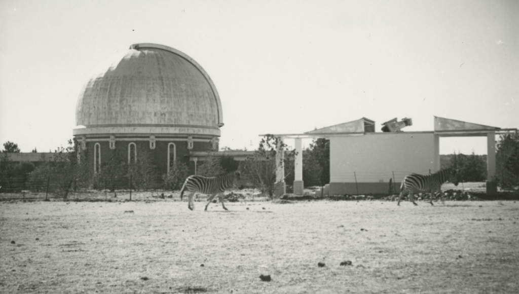 Black and white image of Lamont-Hussey dome with zebras in front, circa 1928.
