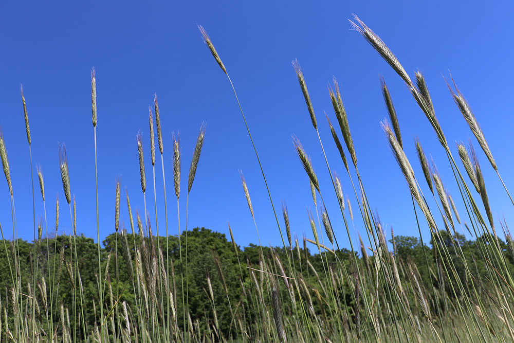 Rye grain growing against a blue sky. 