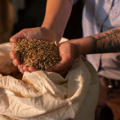 Two cupped hands holding grain above a white grain bag.