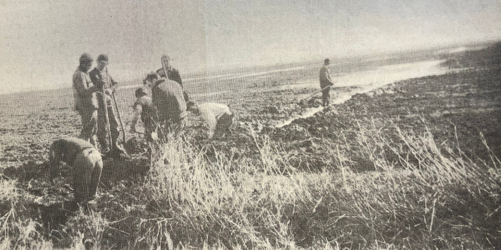 Workers in a field at the Sunrise Farm Cooperative, from the Joseph A. Labadie Collection.