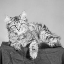 A small striped kitten, lounging on a small table.