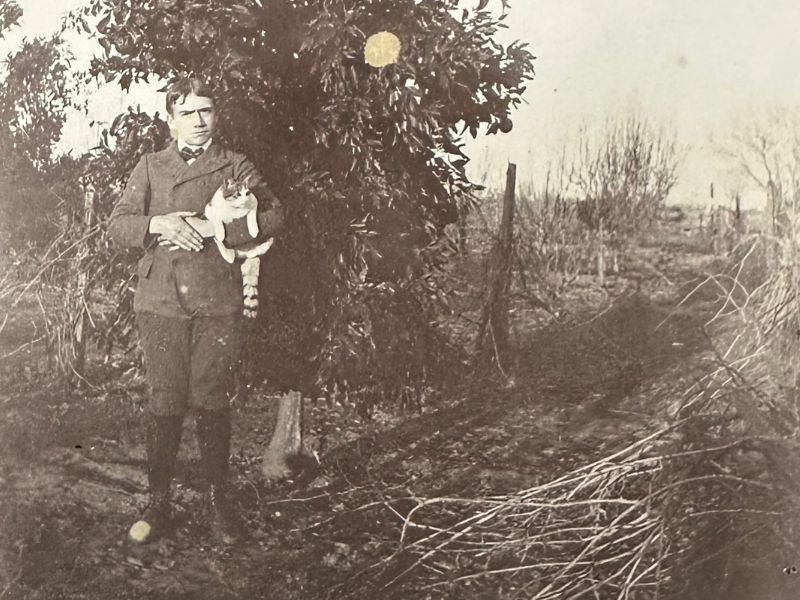 A boy holding a cat in a field, standing in front of a tree.