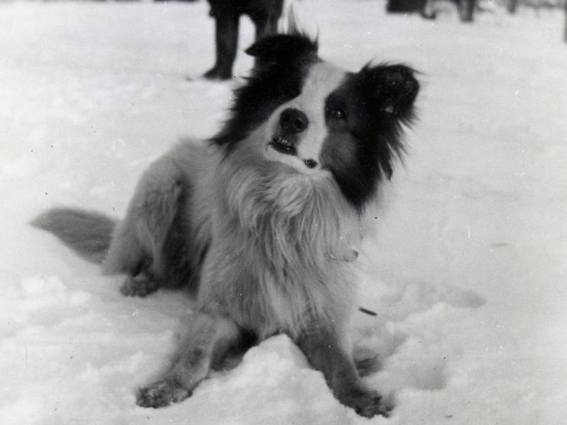 A collie dog with its head tilted, looking attentive and playful, in the snow.